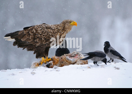 White-tailed sea eagle (Haliaeetus albicilla), seduti al cadavere di una volpe con cornacchie grige, Norvegia Foto Stock
