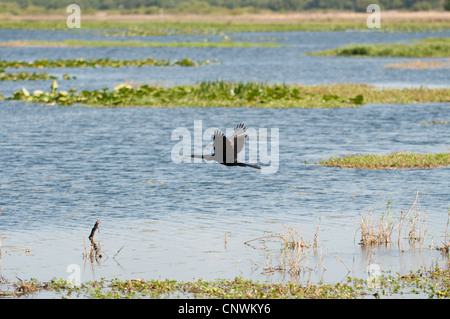 Anhinga volando sopra la Kissimmee palude Foto Stock