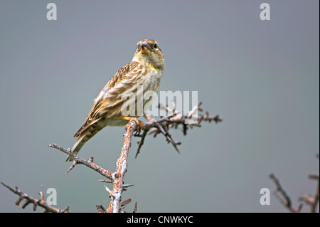 Rock sparrow (Passer petronia, Petronia petronia), sittin su un bush spinoso, Grecia, Lesbo Foto Stock