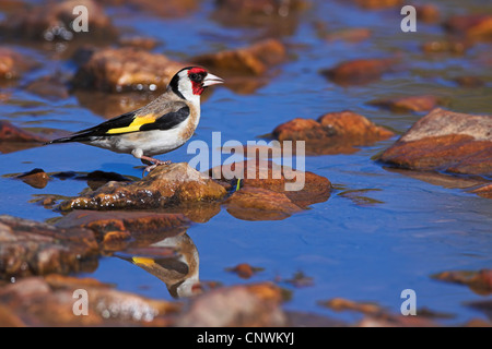 Eurasian cardellino (Carduelis carduelis), seduto su una pietra di ciottoli in un torrente, Spagna Estremadura Foto Stock