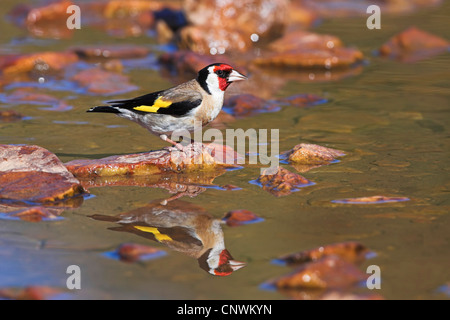 Eurasian cardellino (Carduelis carduelis), seduto su una pietra di ciottoli in un torrente, Spagna Estremadura Foto Stock