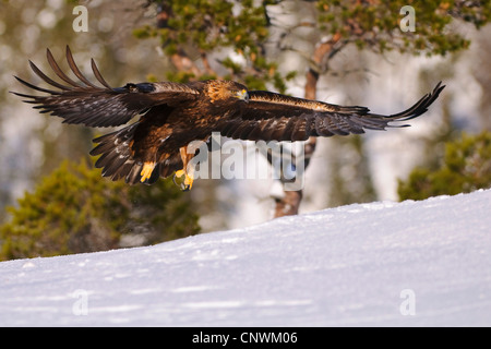 Aquila reale (Aquila chrysaetos) volando vicino a un campo di neve in cerca di preda, Norvegia Foto Stock