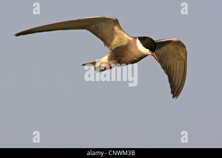 Mignattino piombato (Chlidonias hybrida), volare, Grecia LESBO Foto Stock