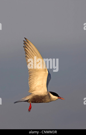 Mignattino piombato (Chlidonias hybrida), volare, Grecia LESBO Foto Stock