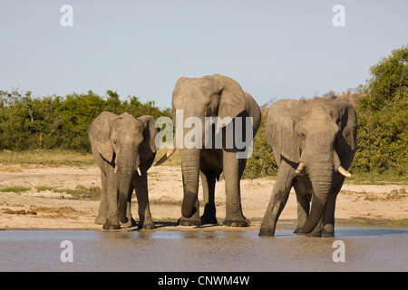 Elefante africano (Loxodonta africana), sta in piedi in una waterhole bere, Botswana Chobe National Park, Savuti Foto Stock