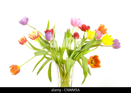 Giardino in comune tulip (Tulipa gesneriana), bouquet di tulipani Foto Stock