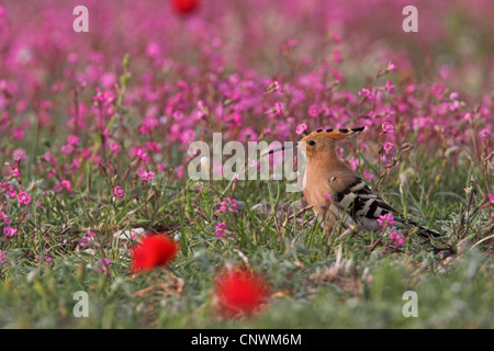 Upupa (Upupa epops), stando in piedi in un prato di fiori, Grecia, Lesbo Foto Stock