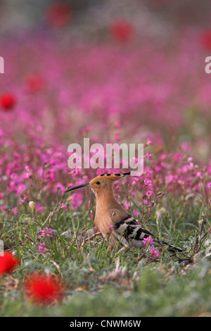 Upupa (Upupa epops), stando in piedi in un prato di fiori, Grecia, Lesbo Foto Stock