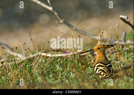 Upupa (Upupa epops), stando in piedi in un prato di fronte di legno morto, Grecia, Lesbo Foto Stock