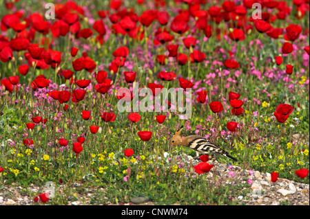 Upupa (Upupa epops), stando in piedi in un prato di fiori con papavero comune, Grecia, Lesbo Foto Stock