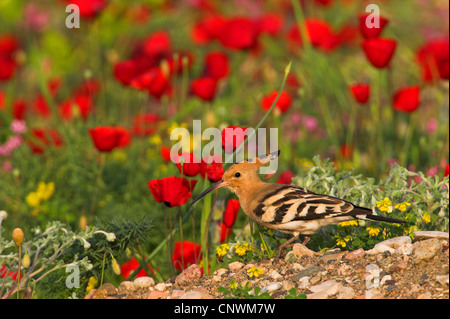 Upupa (Upupa epops), in piedi nel terreno pietroso nella parte anteriore del prato di papavero, Grecia, Lesbo Foto Stock