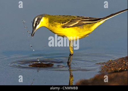 Blue-headed Wagtail, Wagtail giallo (Motacilla flava flava), in piedi in acqua tranquilla vicino alla banca di bere e la pulizia stessa, Grecia LESBO Foto Stock