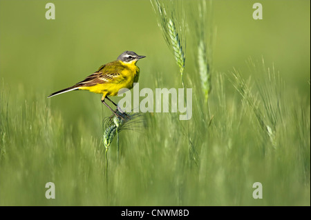 Blue-headed Wagtail, Wagtail giallo (Motacilla flava flava), seduta in un verde orzo campo su un orecchio, in Germania, in Renania Palatinato Foto Stock