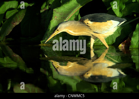 Tarabusino (Ixobrychus minutus), camminando attraverso acqua tranquilla vicino alla banca in cerca di cibo, Grecia, Lesbo Foto Stock