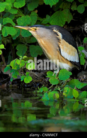 Tarabusino (Ixobrychus minutus), in piedi presso la banca di un silenzioso acqua, Grecia, Lesbo Foto Stock