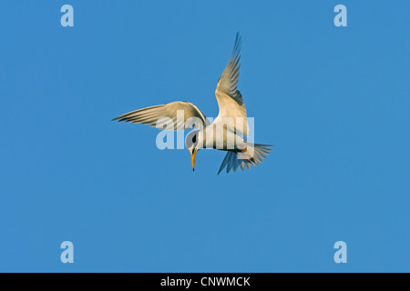 Fraticello (Sterna albifrons), volare, Grecia LESBO Foto Stock