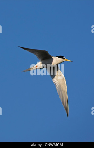 Fraticello (Sterna albifrons), volare, Grecia LESBO Foto Stock