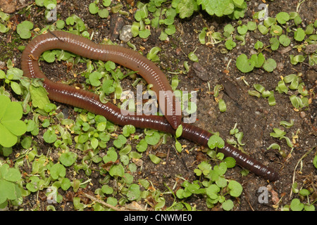Comune di lombrico, lombrico; lob worm worm di rugiada, squirreltail worm, twachel (Lombrico terrestris), sulla terra umida Foto Stock