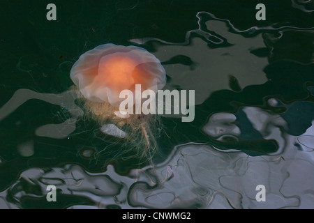 Leone la criniera, meduse giganti, hairy stinger, mare blubber, mare ortica, rosa medusa (Cyanea capillata), piscina vicino alla superficie dell'acqua Foto Stock