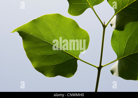 Comune (lilla Syringa vulgaris), foglia contro il cielo blu Foto Stock