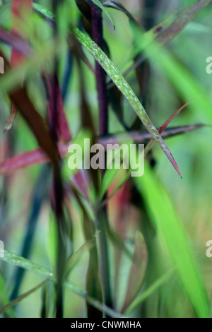 Gocce di acqua sulle pale di erba Foto Stock