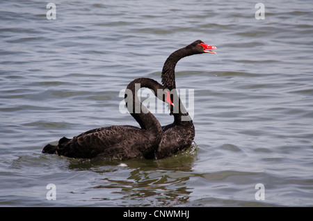 Due cigni neri coniugata Foto Stock