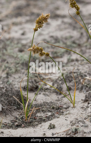 Sabbia sedge (Carex arenaria), che cresce su una duna, Germania Foto Stock
