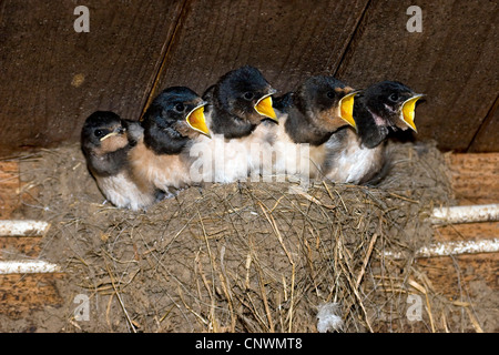 Barn swallow (Hirundo rustica), seduta in un nido e mendicando, Germania Foto Stock