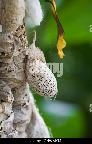 Madagascan luna moth (Argema mittrei), cocoon fissato a un trunk Foto Stock