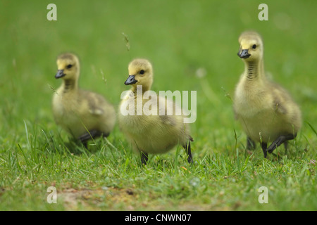 Canada goose (Branta canadensis), tre pulcini in un prato, Germania Foto Stock