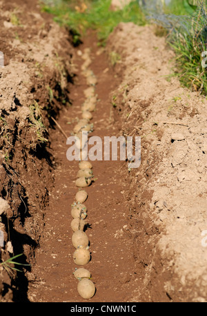 Tuberi seme di patate essendo piantato in una trincea dopo chitting. Foto Stock