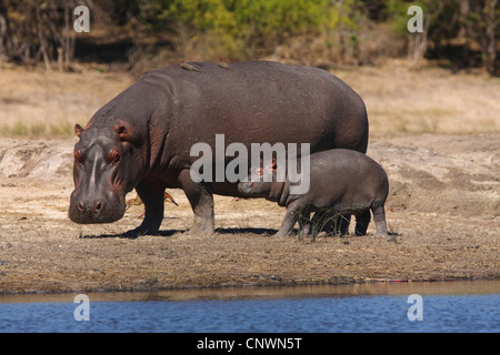 Ippopotamo, ippopotami, comune ippopotamo (Hippopotamus amphibius), madre con bambino, Botswana Chobe National Park Foto Stock