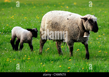 Gli animali domestici delle specie ovina (Ovis ammon f. aries), madre con agnello camminando in un prato, Svizzera Foto Stock