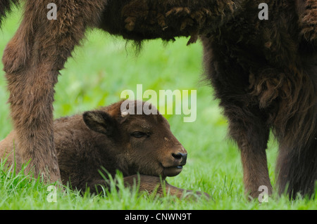 Il bisonte europeo, wisent (Bison bonasus caucasicus), vista attraverso le gambe di un adulto ad un bambino che giace in erba Foto Stock