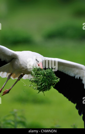 Cicogna bianca (Ciconia ciconia), volare al nido con materiale di nidificazione in lui il becco, Germania Foto Stock