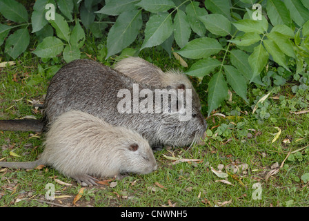 Coypu, nutria (Myocastor coypus), madre con due ragazzi al pascolo Foto Stock