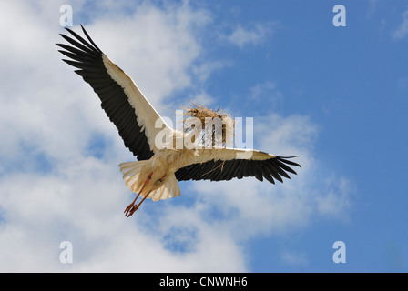 Cicogna bianca (Ciconia ciconia), volare, con materiale di nidificazione in bolletta, Germania Foto Stock