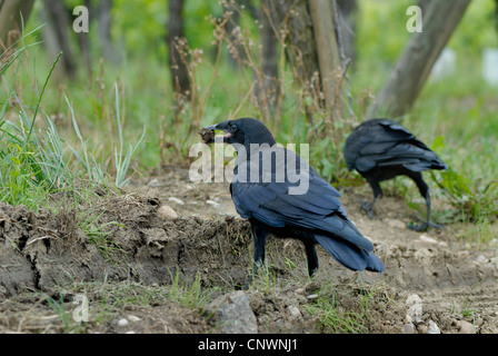 Carrion crow (Corvus corone), di due uccelli in cerca di cibo su una scheda via, Germania Foto Stock