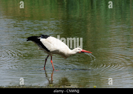 Cicogna bianca (Ciconia ciconia), stando in piedi in un lago vicino alla riva, bere, Francia, Alsazia Foto Stock