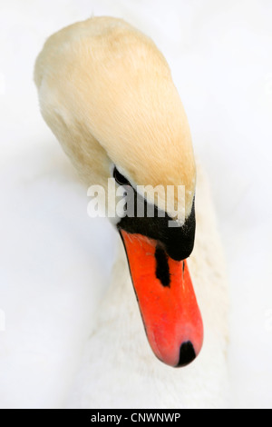 Cigno (Cygnus olor), ritratto, Svizzera Foto Stock