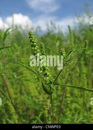 L ambrosia annuale, comune Ambrosia, Bitter-erbaccia, Hog-erbaccia, Romana assenzio (Ambrosia artemisiifolia), infiorescenza Foto Stock