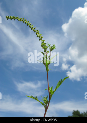 L ambrosia annuale, comune Ambrosia, Bitter-erbaccia, Hog-erbaccia, Romana assenzio (Ambrosia artemisiifolia), infiorescenza, Germania Foto Stock