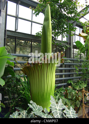 Titan Arum (Amorphophallus titanum), infiorescenza Foto Stock