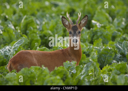 Il capriolo (Capreolus capreolus), giovane capriolo in una barbabietola da zucchero campo, Germania Foto Stock
