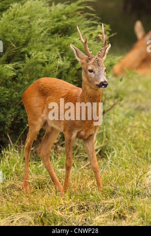 Il capriolo (Capreolus capreolus), il capriolo in piedi in un prato, Repubblica Ceca Foto Stock