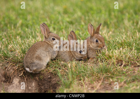 Coniglio europeo (oryctolagus cuniculus), conigli giovani a den, Austria, Burgenland Foto Stock