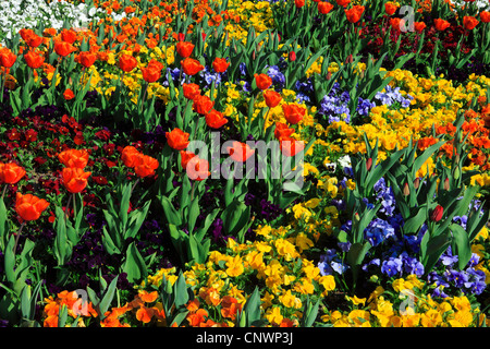 Pansy, Pansy Violet (Viola x wittrockiana, Viola wittrockiana, Viola hybrida), letto floreale con tulipani e Pansy Mammola Foto Stock