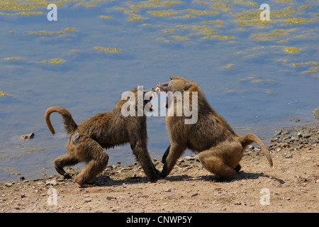 Babbuino giallo, Savannah babbuino, anubius babbuino, oliva babbuino (papio anubis, cynocephalus papio anubis), sostenendo due animali in uno stagno shore Foto Stock