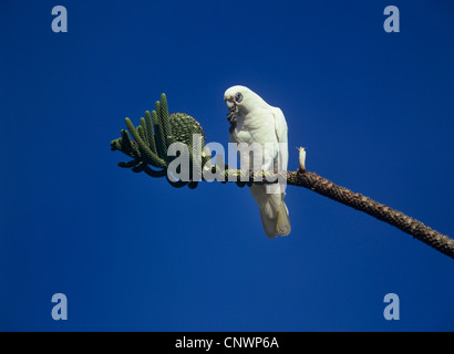 Poco corella (Cacatua sanguinea), seduto su un ramo di un Araukaria mangiare, Australia Foto Stock