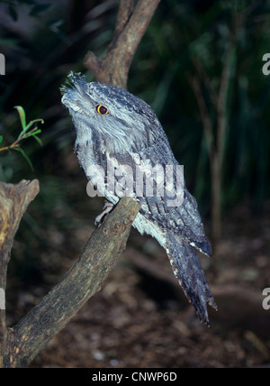 Bruno frogmouth (Podargus strigoides), seduto su un ramoscello, Australia Foto Stock